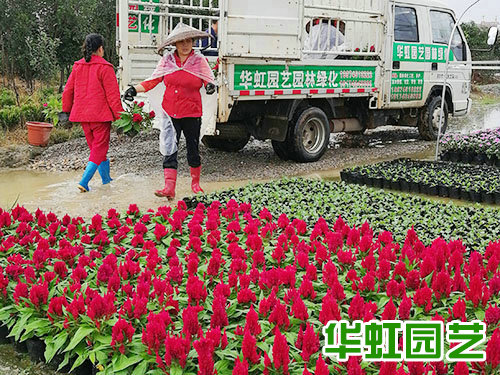 花卉基地 批發零售